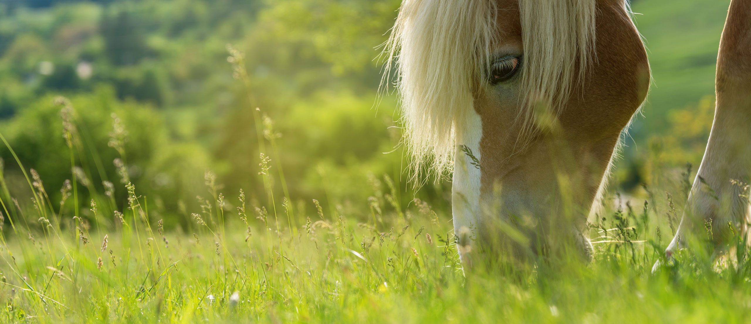 horse-grazing2